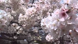 交野・妙見川緑地の桜 （2014年4月2日） ①