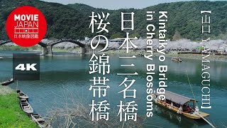 山口　岩国　日本三名橋　桜の錦帯橋  4K  Kintaikyo Bridge in Cherry Blossoms