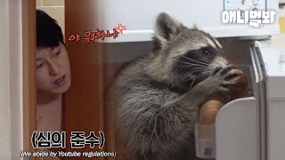 이 라쿤 안에 사람 들어가있나 혹쉬? ㅣIf A Raccoon is TOO Smart..