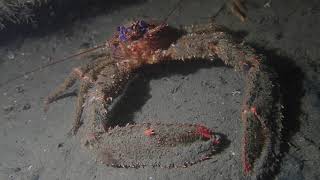 Spiny Squat lobster - Galathea strigosa