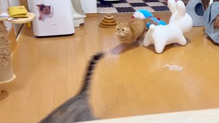 テンション高めの妻猫と楽しそうに遊ぶ夫猫。