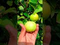 harvesting sweet guavas a day in my garden.