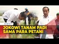 Jokowi Terjun ke Sawah! Ikut Tanam Padi Bareng Petani di Tuban