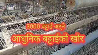 Battai palan/battai farming/quail farming/बट्टाई पालन/बट्टाई चरा/बट्टाईकाे आधुनिक खाेर