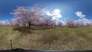 【桜】新井田公園【360度動画】