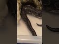 slow mo ball python mis strike 6