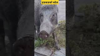 #wildpig #बदेल