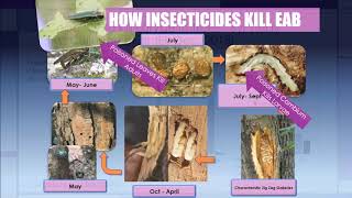 Practical EAB Management 2019 Update