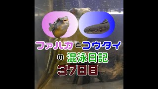 ファハカとコウタイの混泳日記　37日目