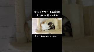 キャットタワー頂上決戦