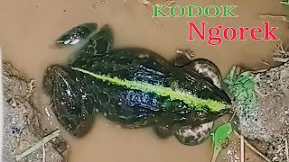 Suara Kodok Ijo Ngorek