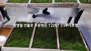 설명절 선물 12년산 산양산삼 53뿌리 포장중~