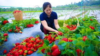 Harvesting Strawberry Goes To Market Sell | Hong Bushcraft