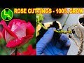 how to grow rose plant from cuttings 100% sure results