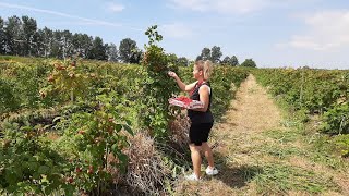 Picking Fresh Strawberries and Raspberries from U-PICK /Surrey Farms in BC, Canada.