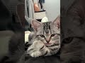 favorite cats funny kittens amazing animals 473 shorts