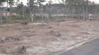 20111210/宮城県七ヶ浜町・菖蒲田浜松林の様子