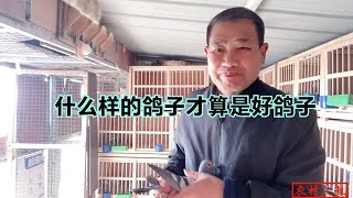 什么样的鸽子才算是好鸽子？农村大叔是这样说的