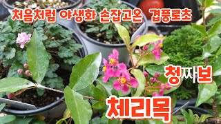 처음처럼 야생화 #겹풍로초  #청짜보 #겸양옺나무 # 체리목