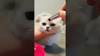 Glamour Paws: Adorable Kitten with Makeup Steals Hearts in Cute Cat Video!