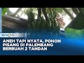 HEBOH! Pohon Pisang Punya Tandan Bercabang