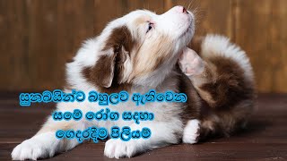 Home Remedies For Dogs Skin Diseases Sinhala | සුනඛයන්ගෙ සමේ රෝග සදහා ගෙදරදීම කරන්න පුළුවන් පිලියම්