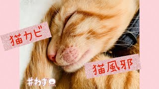 猫風邪と猫カビが完治するまで　※詳細概要欄