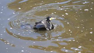 [4K]野鳥：“カワウ”と“コサギ”･“ダイサギ”／Ｋ川