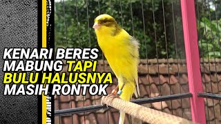 Cara mengatasi burung kenari NETES BULU terus menerus || sampe lupa caranya gacor