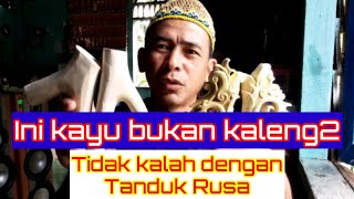 Ini kayu bukan kaleng2, tidak kalah sama Tanduk Rusa Bosss.