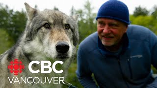 Would you let a wolf sleep on your couch? l Our Vancouver