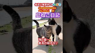 【絶賛公開中】simabossneko\u0026ぺにゃんこの「島ねこ日記」7 #shorts #猫#猫島#cat#貓#chat#katze#gato #고양이#にゃっぷる