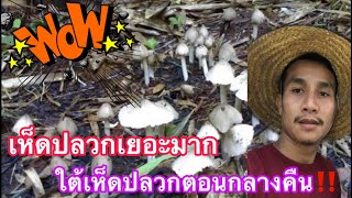 เห็ดปลวกเยอะมาก ใต้เห็ดปลวกตอนกลางคืน‼️ ep422