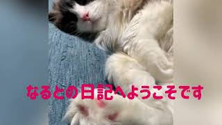 猫好きラブキャット なるとの日記ミリオン登場