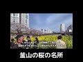 釜山でも桜は満開です！お花見するなら東莱区温泉川へ shorts