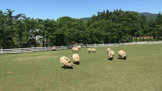 5月31日 牧歌の里