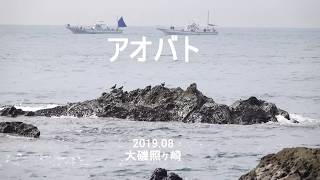 大磯照ヶ崎のアオバト 4K