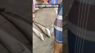 হাওরের দেশি তাজা মাছের সমাহার-০১,কিশোরগঞ্জের নিকলী হাওরের সকাল বেলা তাজা মাছের বাজার