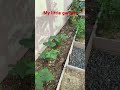 My little garden ￼小小的花园挖呀，挖呀挖