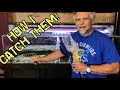 Cichlids are TOO FAST for the Old Man - Here's How I Catch Them! [It Works for Me!]