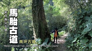 森林浴！尖石．馬胎古道～內灣．南坪古道，環狀健行