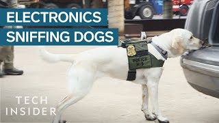 How Dogs Are Trained To Sniff Out Hidden Electronics
