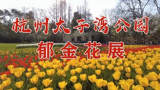 杭州太子湾公园郁金花展