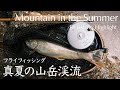 真夏の山岳渓流｜フライフィッシング 2024.7.13 Flyfishing Highlight