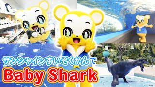 【うた】Baby Shark★サンシャイン水族館コラボ★サメのかぞく|ちびサメ|ベイビーシャーク【こどものうた・童謡・手遊び・キッズ・ダンス】Nursery Rhymes \u0026 Kids Songs