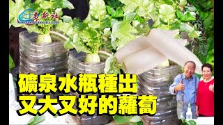 Grow big radishes in water bottle