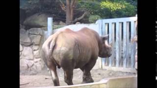 上野動物園へ行ってきました