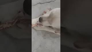 dog loves to eat paper#shorts#youtube#shortsvideo