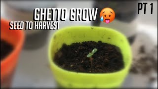 Ghetto Seed To Harvest (First Grow)