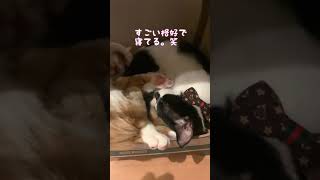 ぎゅうぎゅうで寝る子猫達#猫 #cat #shorts #猫動画